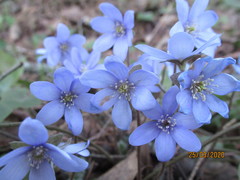 Hepatica nobilis