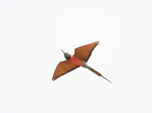 Northern Carmine Bee-eater