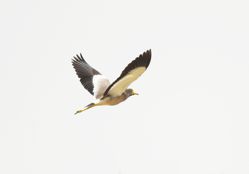 Wattled Lapwing
