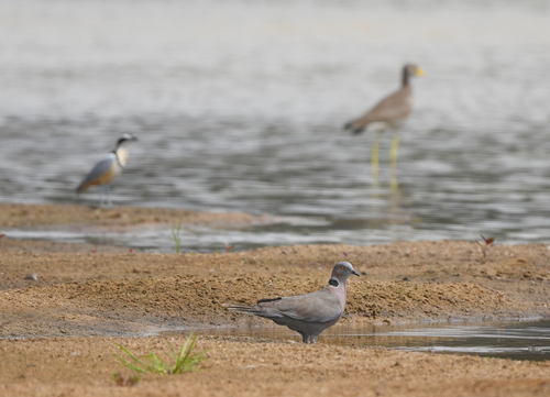 Mourning Collared Dove