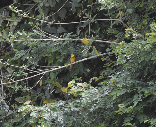 Little Bee-eater