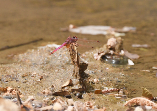 Violet Dropwing