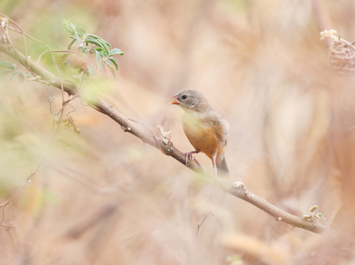 Orange-breasted Waxbill
