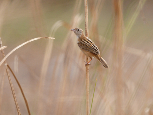 iNaturalist image