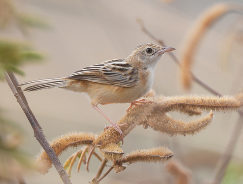 Black-backed Cisticola