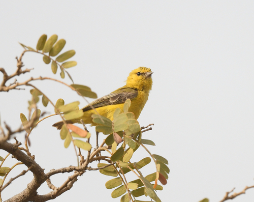 iNaturalist image