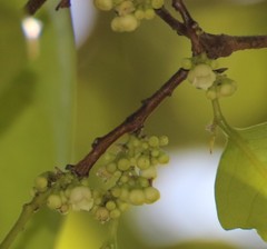 Diospyros sylvatica