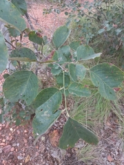Pterocarpus rotundifolius, photograph author not stated, no rights reserved
