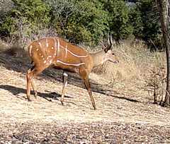 Tragelaphus scriptus