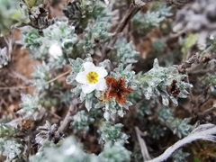 Euploca confertifolia