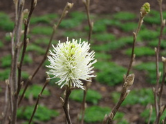 Fothergilla