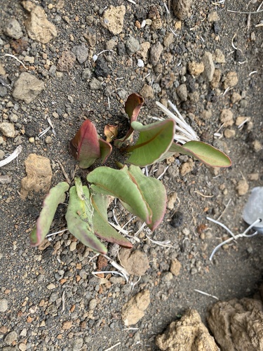 Rumex giganteus observed 2026-04-23