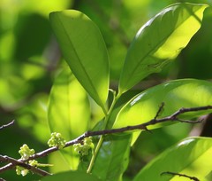 Diospyros sylvatica
