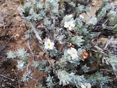 Euploca confertifolia