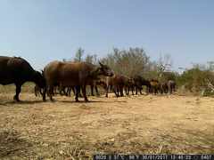 Syncerus caffer brachyceros