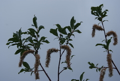 Salix phylicifolia