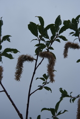 Salix phylicifolia