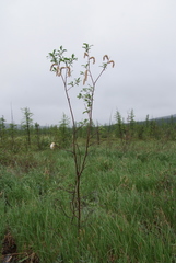 Salix phylicifolia