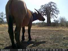 Syncerus caffer brachyceros