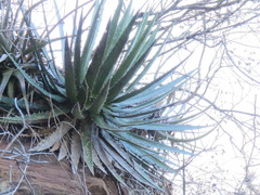 Agave quiotepecensis