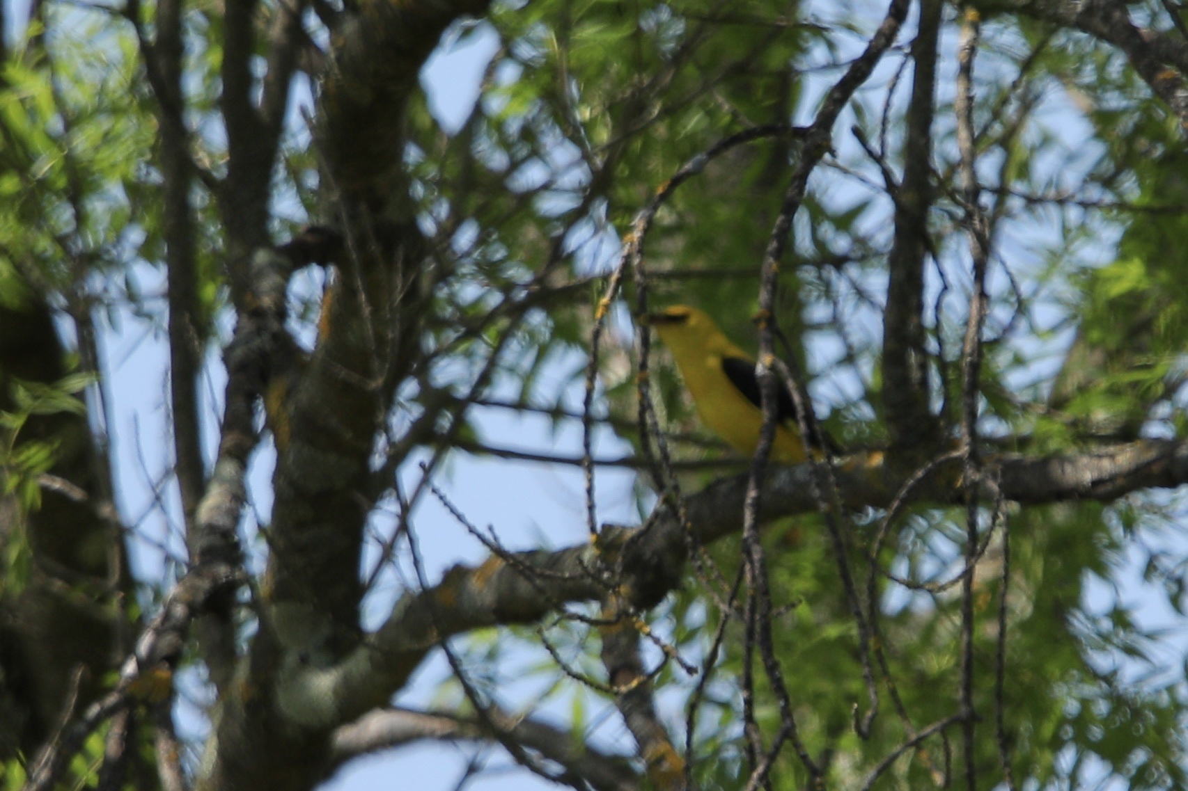Eurasian Golden Oriole (Oriolus oriolus), photo 1