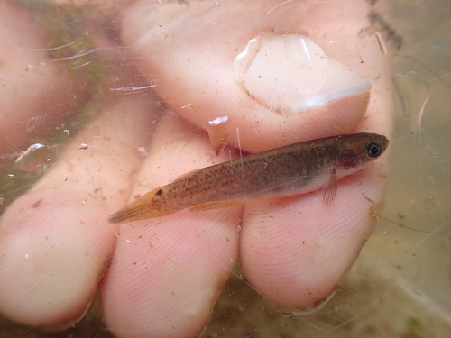 Lung's rivulus (Anablepsoides lungi) — Rivulidae