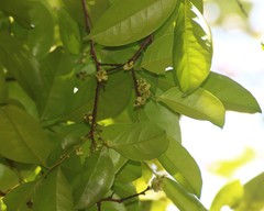 Diospyros sylvatica