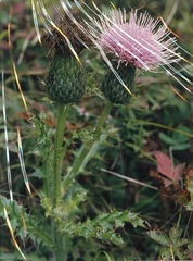 Cirsium pumilum