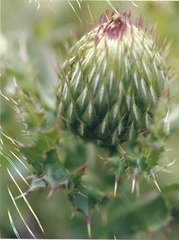 Cirsium pumilum