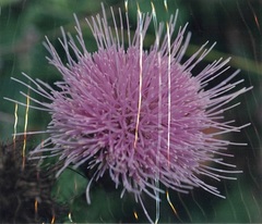 Cirsium pumilum