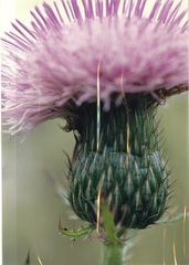 Cirsium pumilum