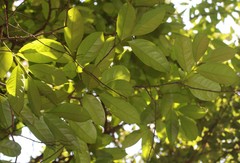 Diospyros sylvatica