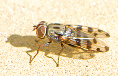 Ceroxys fraudulosa