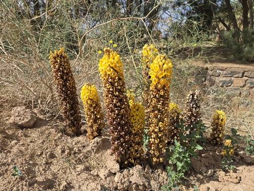Cistanche lutea