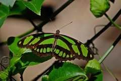 Philaethria wernickei
