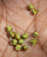 Diospyros sylvatica