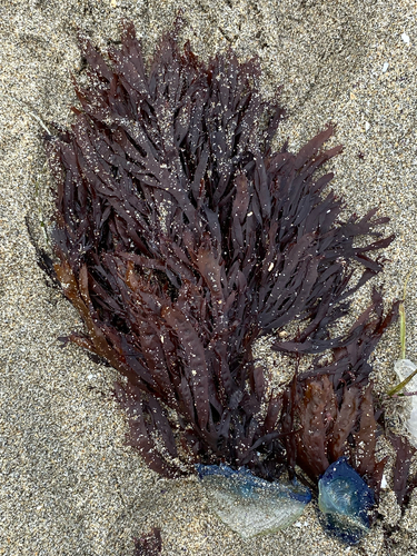 Farlowia compressa, 2026-04-24
