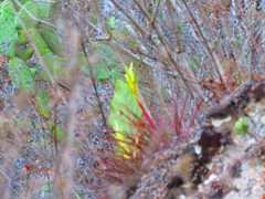 Tillandsia rodrigueziana