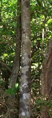 Diospyros sylvatica