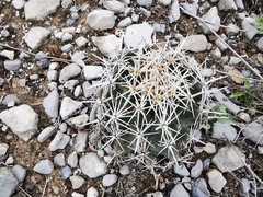 Coryphantha salinensis