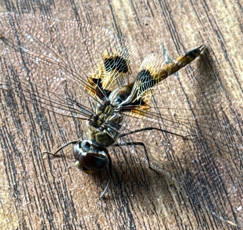 Keyhole Glider