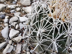 Coryphantha salinensis
