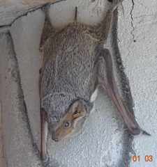 Taphozous mauritianus