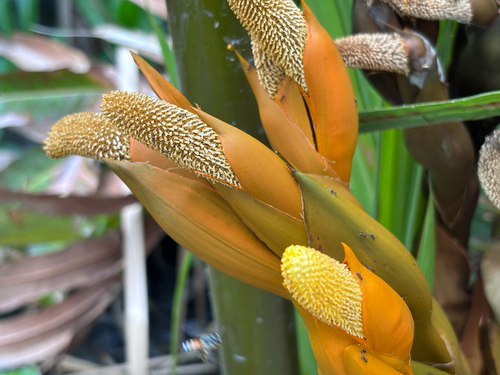 Mangrove Palm