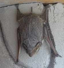 Taphozous mauritianus