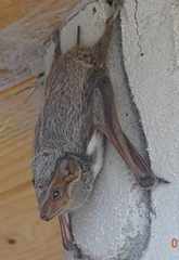 Taphozous mauritianus