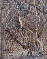 Alcelaphus buselaphus major