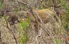 Syncerus caffer brachyceros