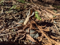 Helvella compressa