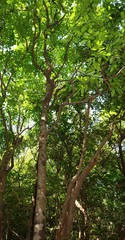 Diospyros sylvatica